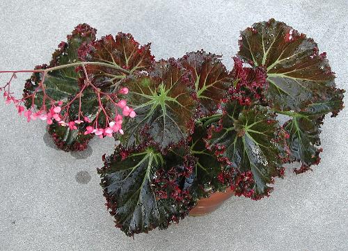 B. ‘Madame Queen’